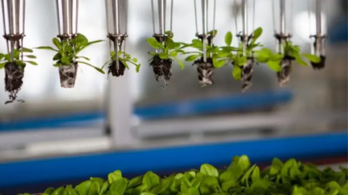 El papel del sector agrifoodtech en España