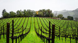 Lee más sobre el artículo Crecen las exportaciones de vino español en 2017