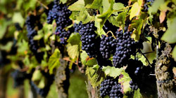 Spagna, le esportazioni di vino registrano il miglior primo semestre di sempre