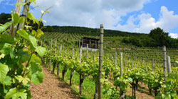 Diminuiscono le esportazioni spagnole di vino e cresce il prezzo medio