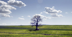 Con 4.886 prodotti tradizionali Italia leader nella biodiversità