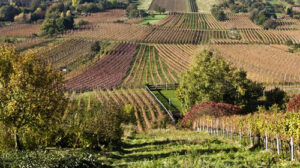 Lee más sobre el artículo Nace la Organización Mundial del Enoturismo con sede en España