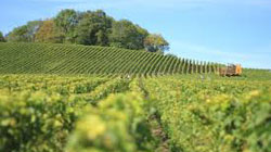 El precio del vino español se dispara en tres continentes